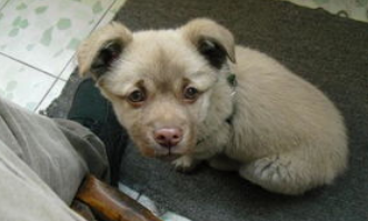 怕狗怎么办？(图2)