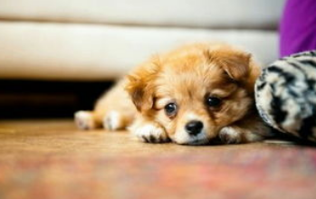 狗狗的日常护理与驯养！(图1)