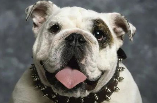 狗狗的日常护理与驯养！(图2)