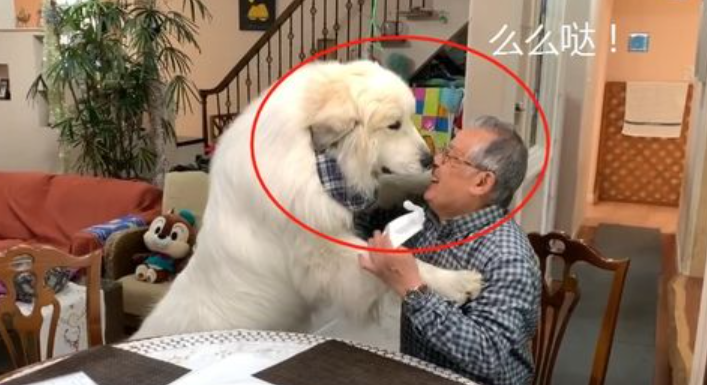 大狗奶涨怎么办？看这～(图1)