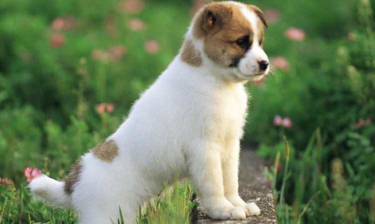 怎么办狗证？(图1)