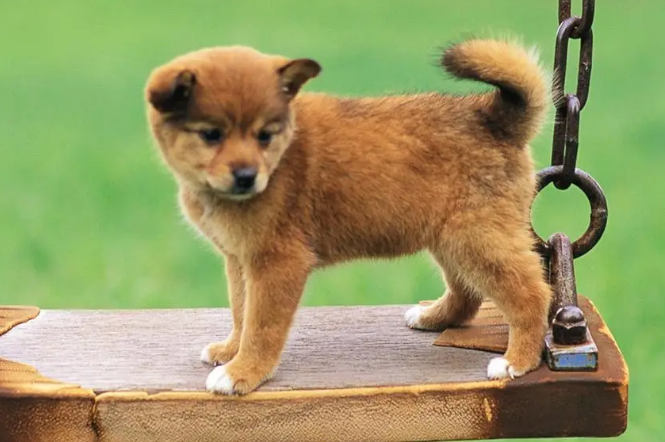 怎么办狗证？(图2)