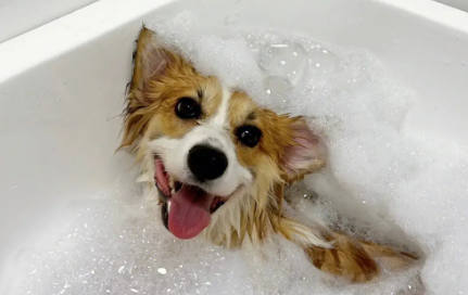 宠物沐浴露类型有哪些？如何为狗狗挑选合适的沐浴露产品？(图2)