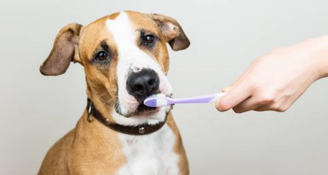 如何给狗狗刷牙？(图1)