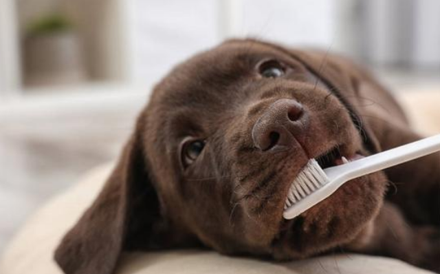 如何给狗狗刷牙？(图2)
