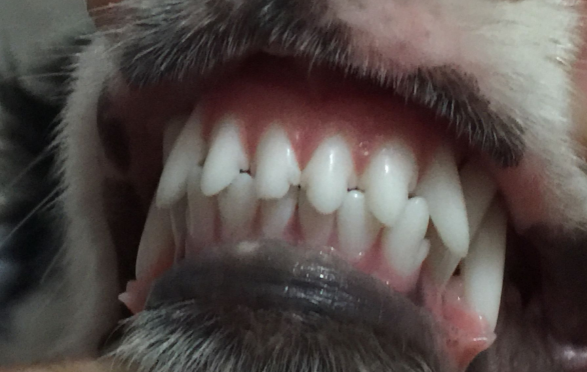 狗狗口臭的危害！(图1)