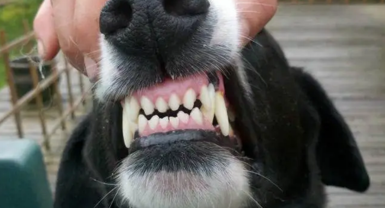 狗狗口臭的危害！(图2)