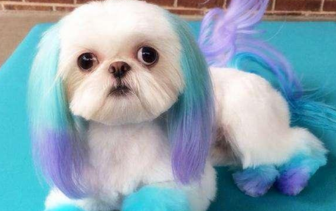 宠物狗染色的注意事项！(图2)