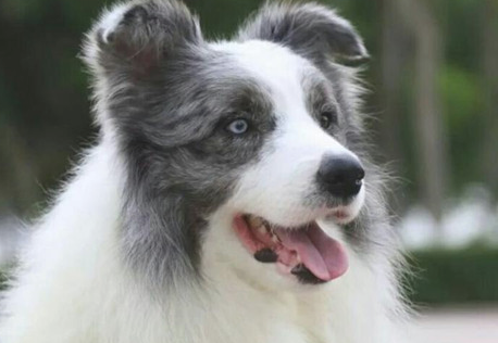 狗狗有异味怎么办呢？主人这么做！(图1)