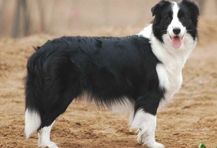 狗狗有异味怎么办呢？主人这么做！(图2)