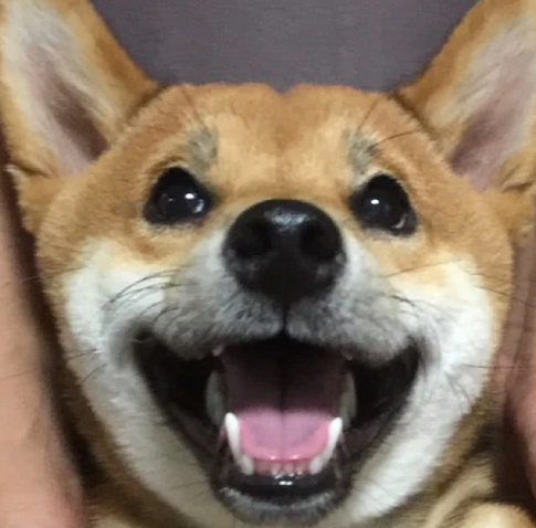 小狗吃完驱虫药以后 哪些的反应是异常的？(图1)