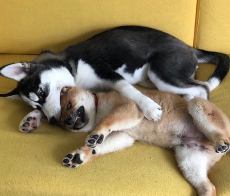 小狗吃完驱虫药以后 哪些的反应是异常的？(图2)