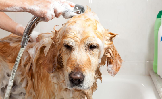 用性命回绝冼澡的狗子 有木有家里那只？(图1)