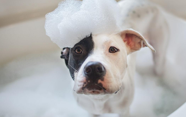 用性命回绝冼澡的狗子 有木有家里那只？(图2)