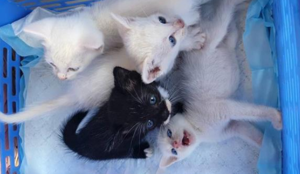 垃圾堆遇到流浪猫在喂奶 走近一看泪目了 原来猫妈妈已死去多时(图2)