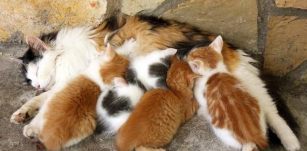 垃圾堆遇到流浪猫在喂奶 走近一看泪目了 原来猫妈妈已死去多时(图1)