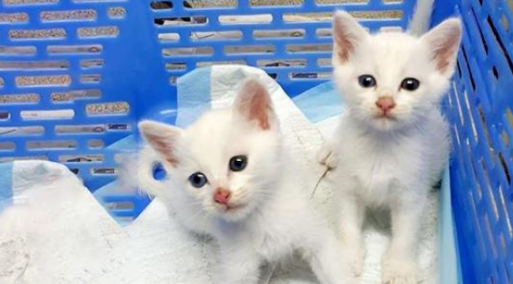 垃圾堆遇到流浪猫在喂奶 走近一看泪目了 原来猫妈妈已死去多时(图3)