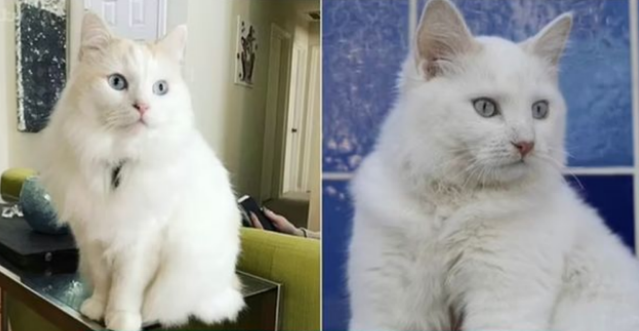 美国女生失去爱猫后 花钱克隆了一只一样的宠物猫(图2)