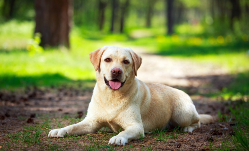 狗狗肠胃不好有什么主要表现？(图1)