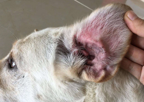 狗狗有耳螨该怎么办呢？(图1)