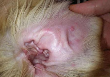 狗狗有耳螨该怎么办呢？(图2)