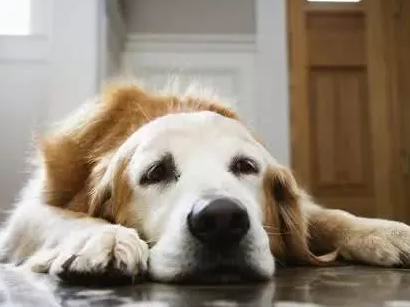 小狗在临终前都是做这5件事 养过狗的人都深有感触(图2)