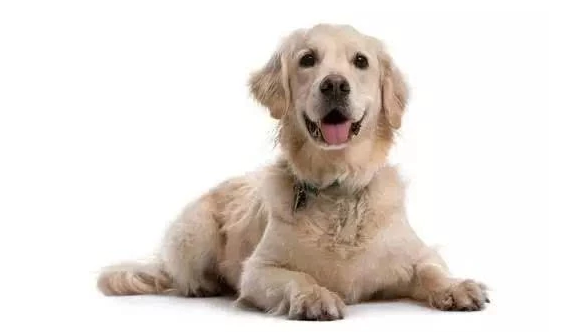 小狗这种行为 你了解代表什么意思吗？(图1)