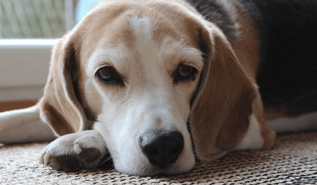 小狗这种行为 你了解代表什么意思吗？(图2)