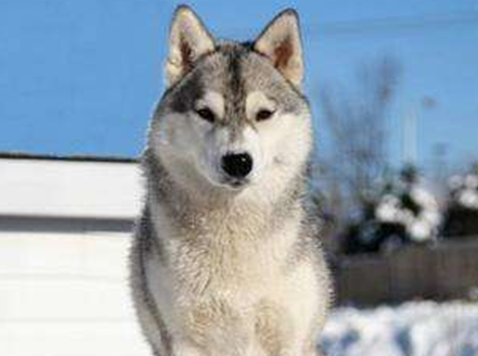 9个月狗狗拉尿频次多正常吗？来get下吧(图1)