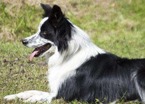 9个月狗狗拉尿频次多正常吗？来get下吧(图2)