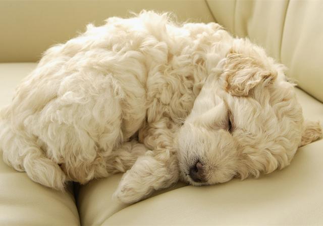 狗宝出世后该怎样喂水？主人家应掌握家犬身体素质(图3)