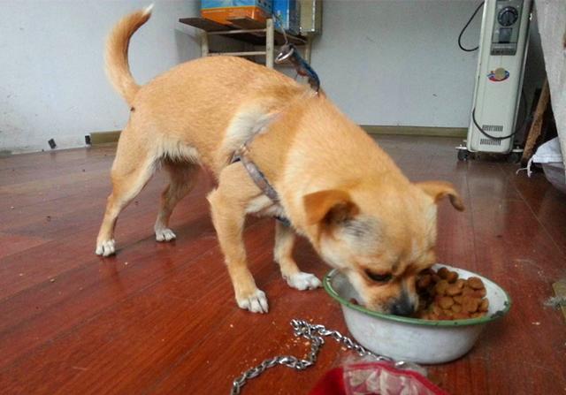 狗宝出世后该怎样喂水？主人家应掌握家犬身体素质(图8)