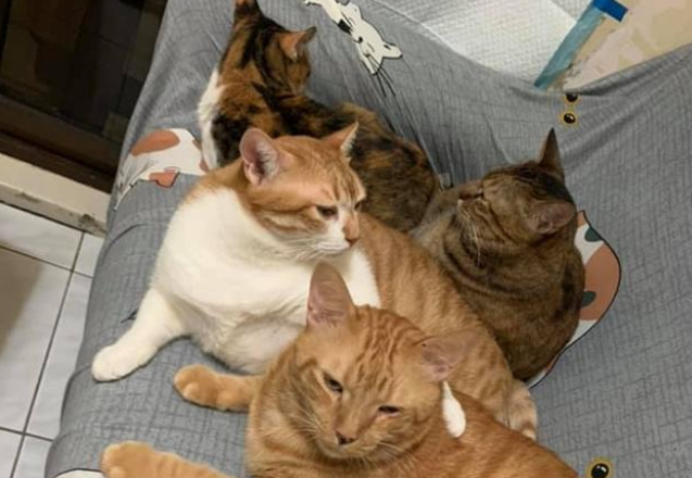 小哥家养14只猫3只狗 每次投喂食物都像在谈判(图1)