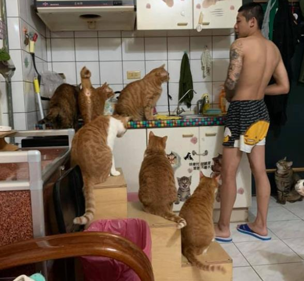 小哥家养14只猫3只狗 每次投喂食物都像在谈判(图2)