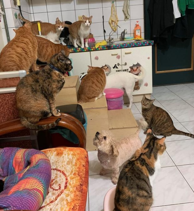小哥家养14只猫3只狗 每次投喂食物都像在谈判(图3)