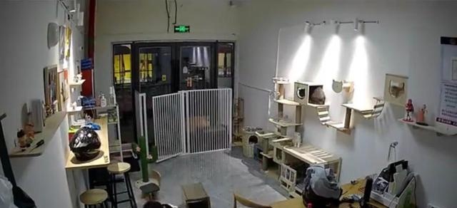 气愤！小男孩私闯猫舍将幼猫逐个抛向高空后砸地 家长反怪店门没关(图2)