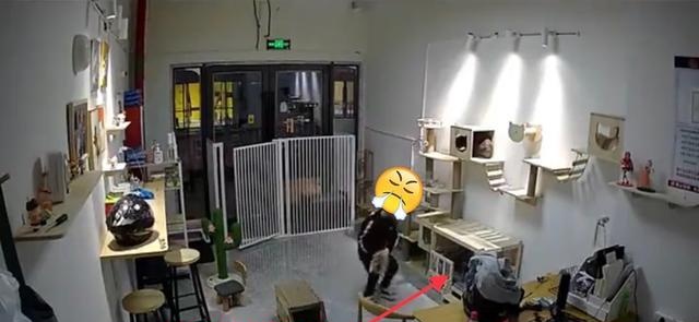 气愤！小男孩私闯猫舍将幼猫逐个抛向高空后砸地 家长反怪店门没关(图1)