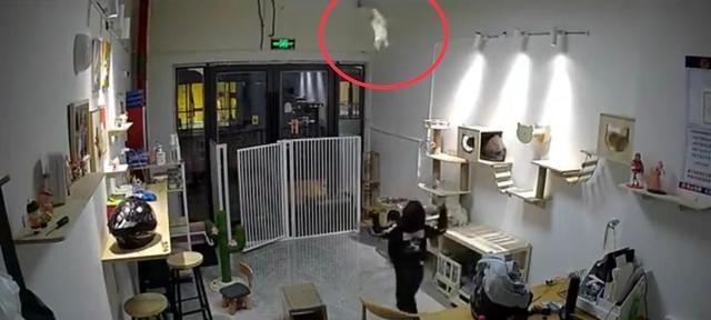 气愤！小男孩私闯猫舍将幼猫逐个抛向高空后砸地 家长反怪店门没关(图3)