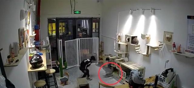 气愤！小男孩私闯猫舍将幼猫逐个抛向高空后砸地 家长反怪店门没关(图5)
