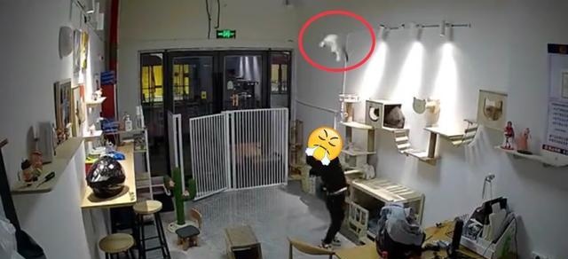 气愤！小男孩私闯猫舍将幼猫逐个抛向高空后砸地 家长反怪店门没关(图4)