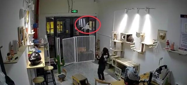气愤！小男孩私闯猫舍将幼猫逐个抛向高空后砸地 家长反怪店门没关(图6)