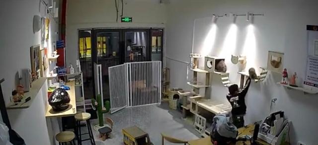气愤！小男孩私闯猫舍将幼猫逐个抛向高空后砸地 家长反怪店门没关(图9)