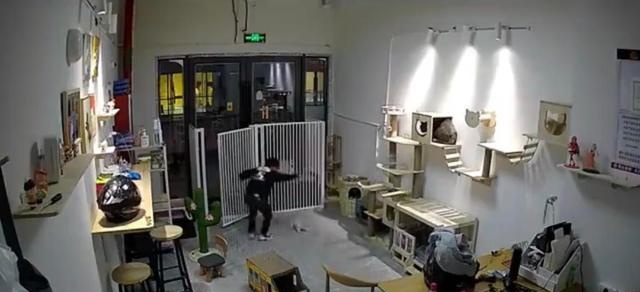 气愤！小男孩私闯猫舍将幼猫逐个抛向高空后砸地 家长反怪店门没关(图8)