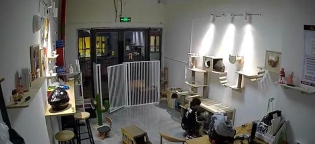 气愤！小男孩私闯猫舍将幼猫逐个抛向高空后砸地 家长反怪店门没关(图10)