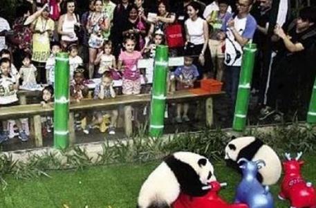 国宝大熊猫 近代的时候居然被随意捕杀 甚至被当成宠物圈养！(图1)