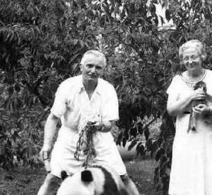 国宝大熊猫 近代的时候居然被随意捕杀 甚至被当成宠物圈养！(图2)