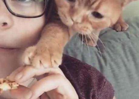 铲屎的还不给小鱼干？ 盘点这些猫咪讨食的手段(图1)