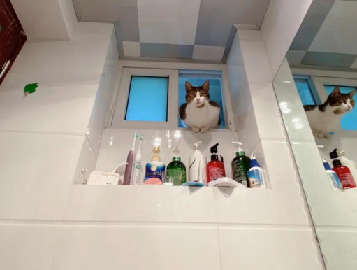 家里猫主子居然是个LSP 连洗澡、上厕所都要跟着！(图1)