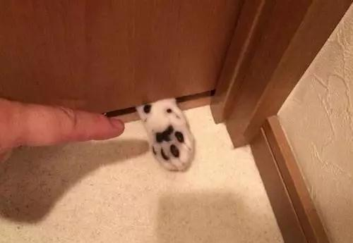 家里猫主子居然是个LSP 连洗澡、上厕所都要跟着！(图3)