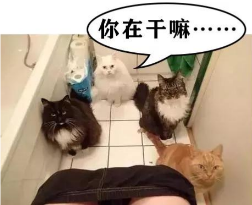家里猫主子居然是个LSP 连洗澡、上厕所都要跟着！(图2)